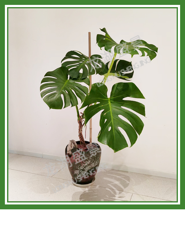 造型植物(wù)
